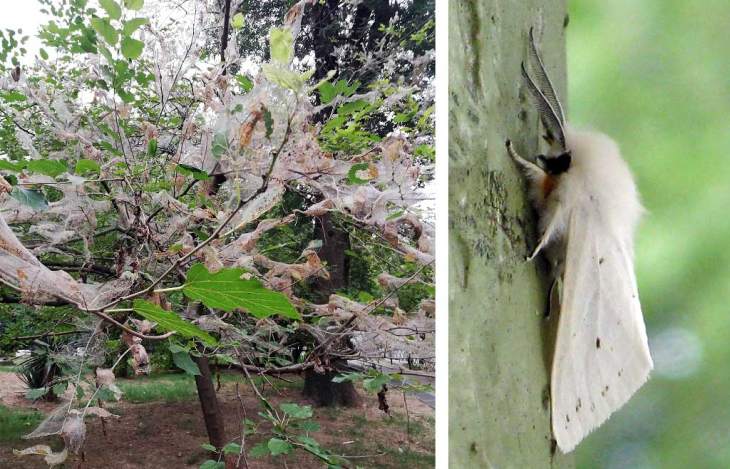 «Окутывает паутиной целые деревья»:  Беларусь атаковала опасная белая бабочка