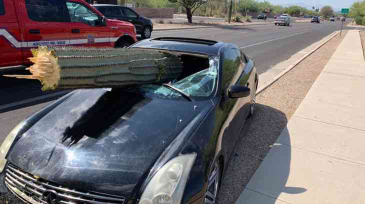 Кактус-гигант влетел через лобовое стекло в авто: жуткие последствия