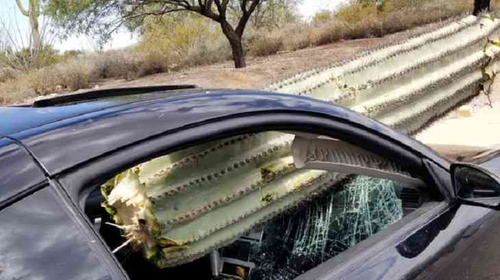 Кактус-гигант влетел через лобовое стекло в авто: жуткие последствия 