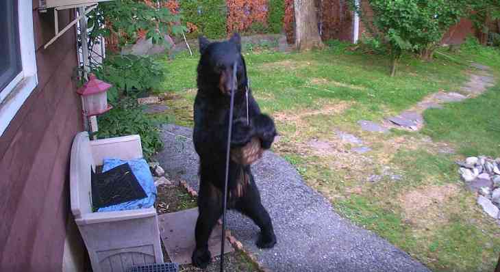 Пес вступил в неравный бой с медведем. И вот что случилось