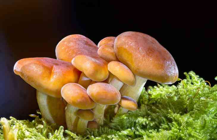 Специалисты рассказали о смертельно опасных грибах, о которых не все знают