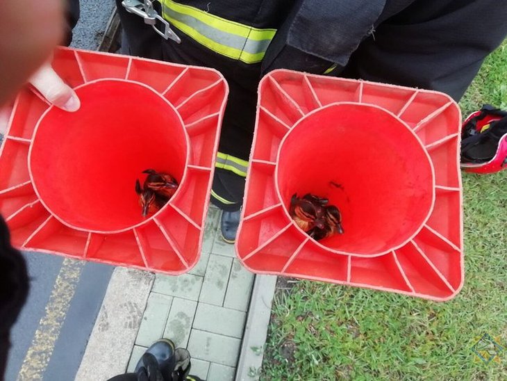 В Минске спасатели достали утят из ливневой канализации