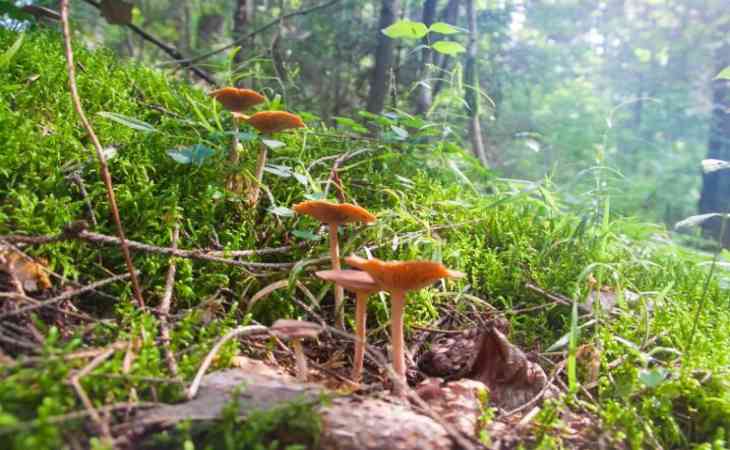 Радиация в чернике и грибах: В госнадзоре рассказали, какие дары леса самые «грязные»