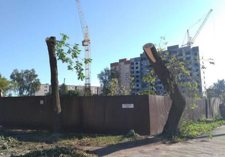 Прокуратура Могилева наказала начальников ЖЭУ за обрезку деревьев «под пень»