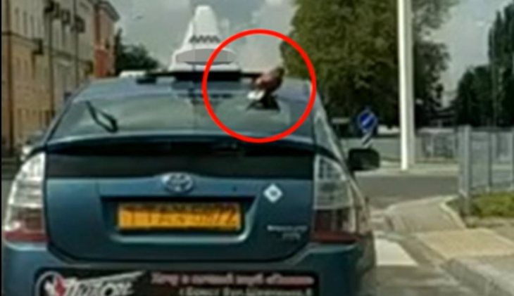 Ленивый голубь проехал по Бресту на такси