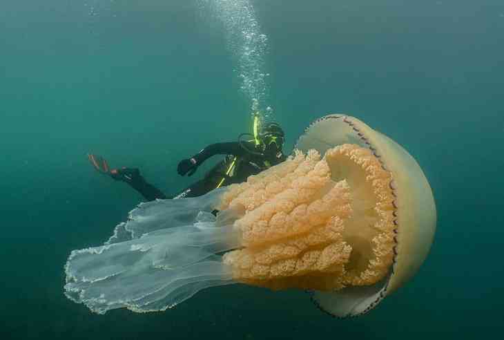 Чудовище морское. Медуза размером с человека замечена в Англии 