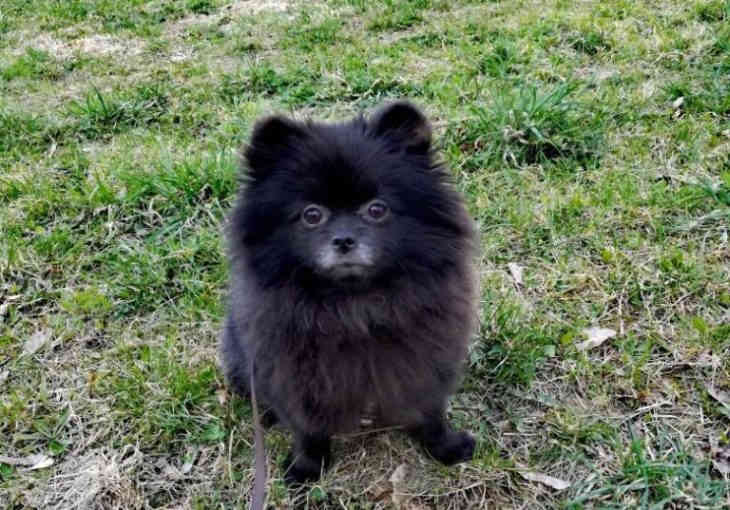 В Минске милиционер помог девушке вернуть сбежавшего шпица В Минске милиционер помог девушке вернуть сбежавшего шпица