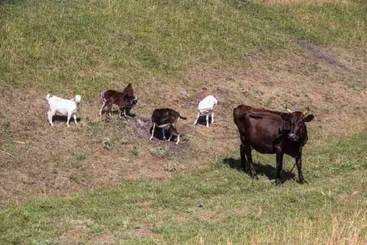 Молочные реки. Белстат рассказал о достижениях аграриев за последние полгода 
