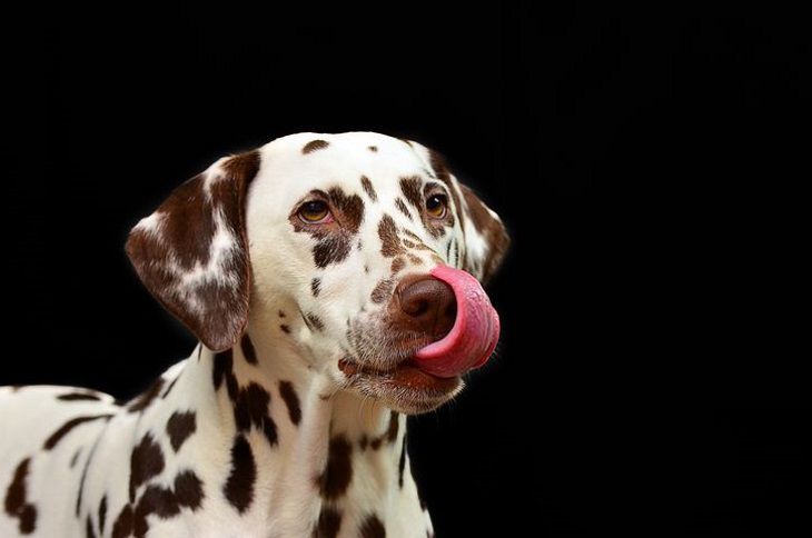 Ученые считают собак лучшим «успокоительным» для студентов