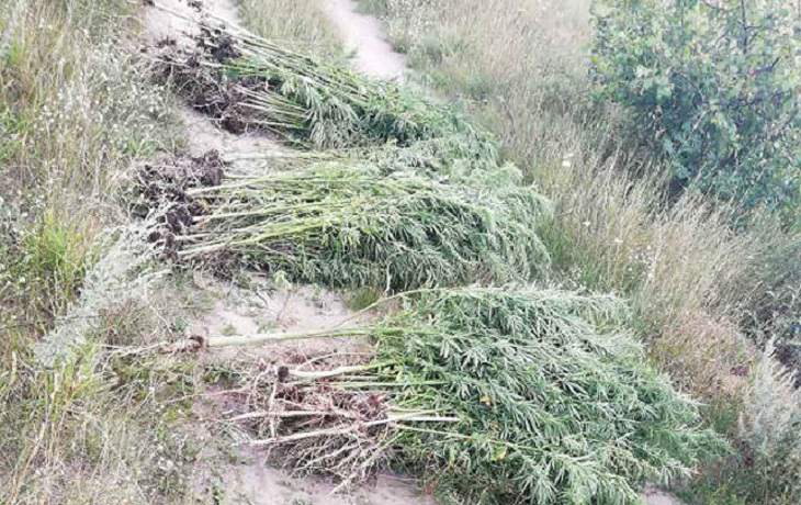 В Березовском районе уничтожили около полутонны конопли