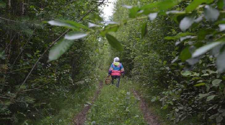 Потерялась в лесу: в Быховском районе искали женщину