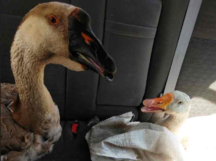 Минчанин хотел устроить свадьбу двум гусям, но местные власти запретили 