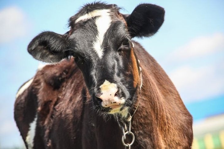 Грузовик насмерть сбил корову в Бобруйском районе