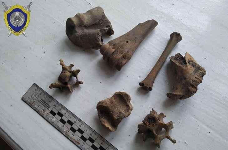 В Слониме на чердаке библиотеки нашли костные останки