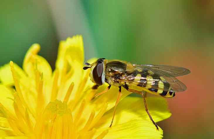 Эксперты сообщили о том, какие болезни переносят животные и насекомые