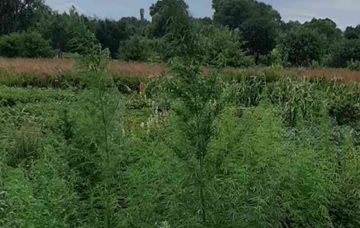 В Добрушском районе мужчина разбил плантацию конопли во дворе дома