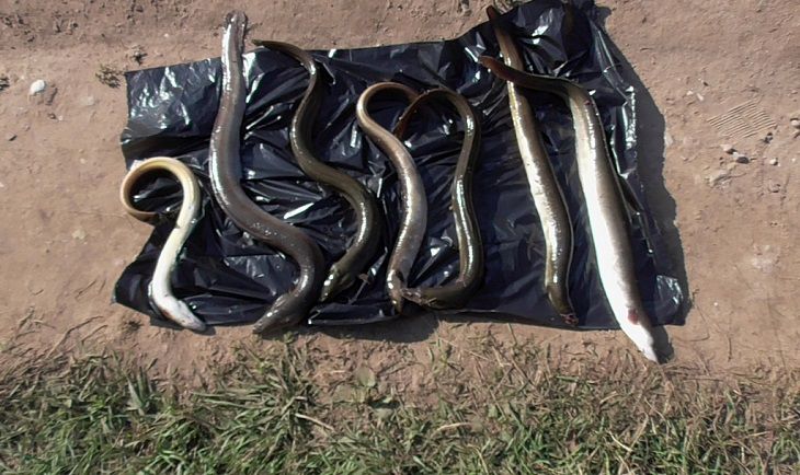 Под Мяделем орудовали браконьеры-угреловы 