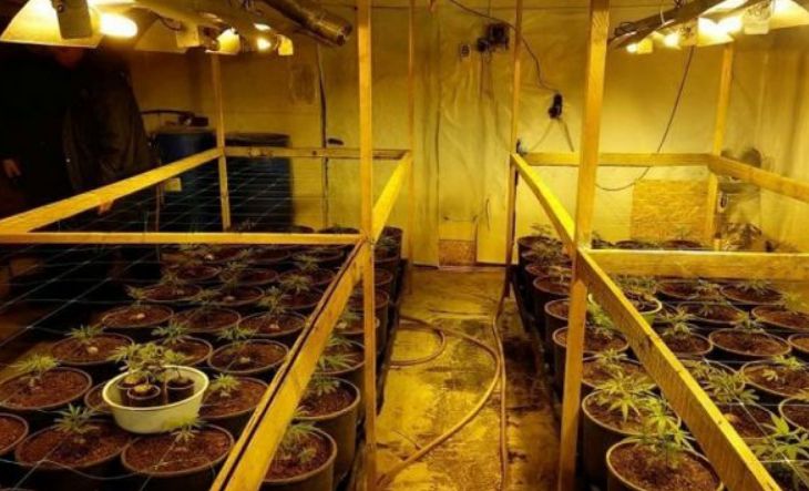 Трое мужчин в Минской области вырастили дома более 360 кустов конопли