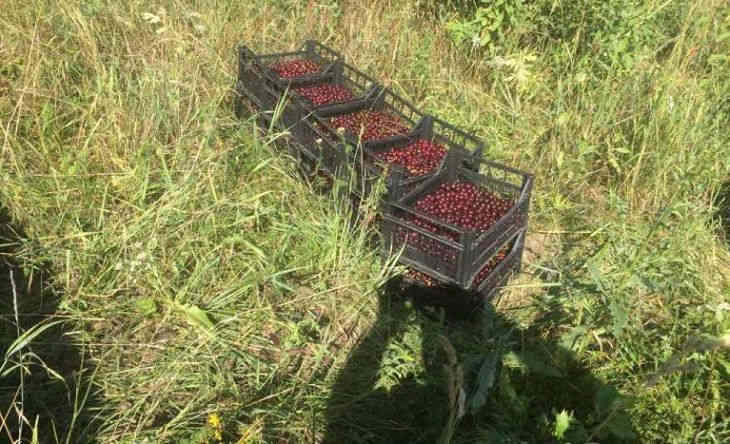 Студенты колледжа за ночь собрали 91 кг вишни в чужом саду под Могилевом