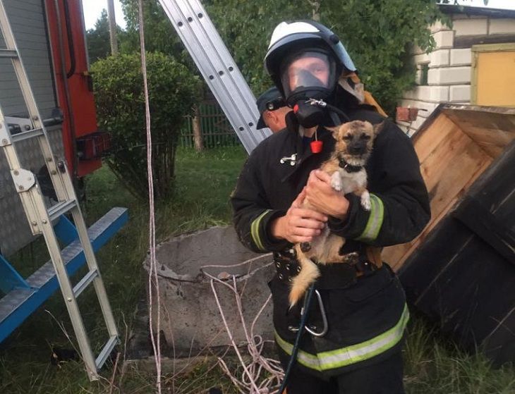 В Ветковском районе бойцы МЧС спасли щенка