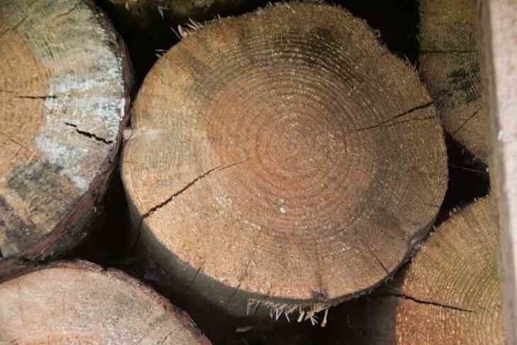 Лесхозы Беларуси увеличили заготовку древесины