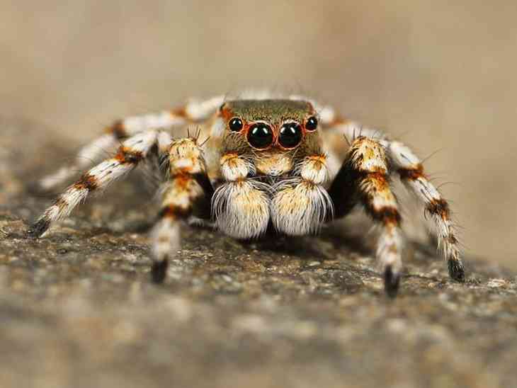 Ученые раскрыли секрет паука, плетущего самую прочную паутину в мире