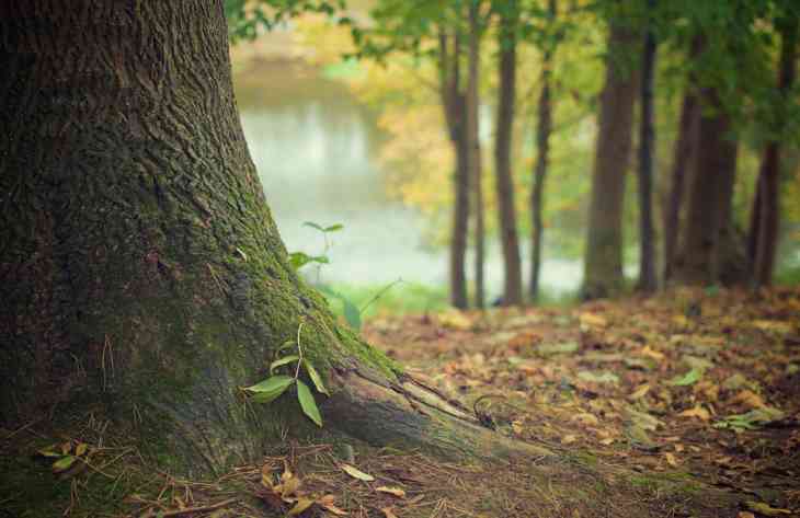 Эксперты выяснили, что деревья помогают справляться со стрессом