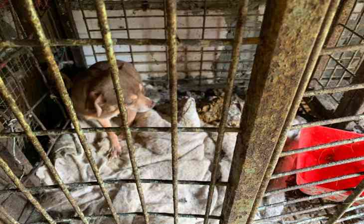 Шестилетнюю девочку изъяли из собачьего притона. Ребенка держали в клетке с 19 собаками