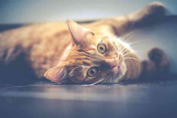 Ученые объявили эгоизм кошек мифом