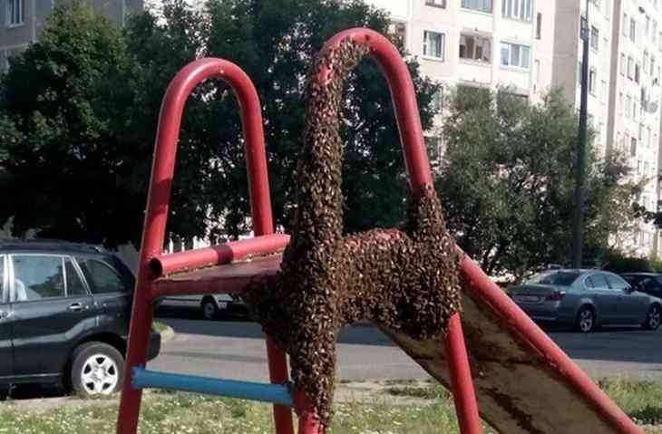 В Минске на детскую площадку сел рой пчел В Минске на детскую площадку сел рой пчел