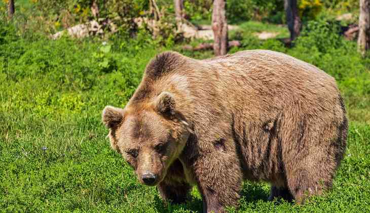 Медведь ворвался на рыбный завод в России