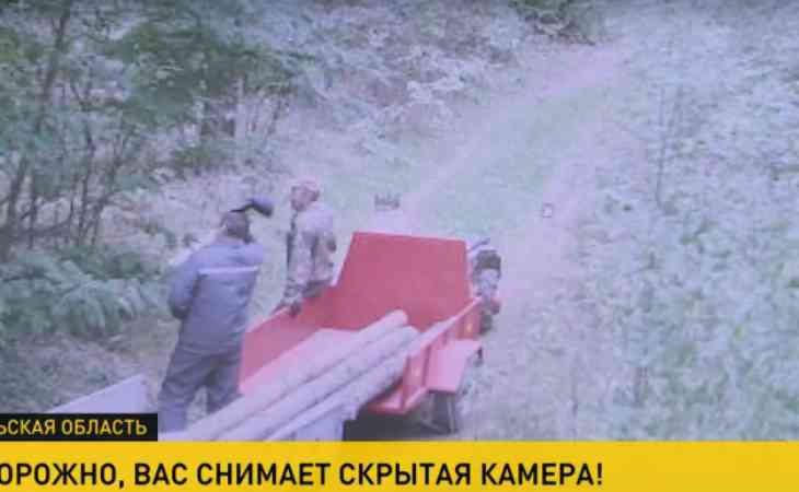 «Спиливают деревья в онлайн-режиме»: В лесхозах рассказали, как фотоловушки помогают поймать нарушителей