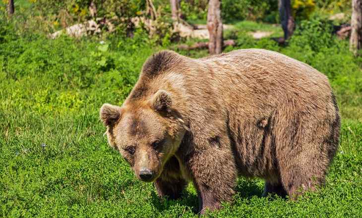 Медведь напал на вышедшую на пробежку девушку