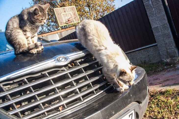 Кошка, застрявшая под капотом авто, стала причиной пробки в центре Минска