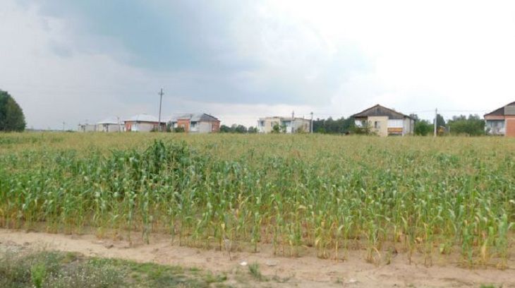 Костные останки 70-летней давности обнаружили на кукурузном поле в Пружанском районе
