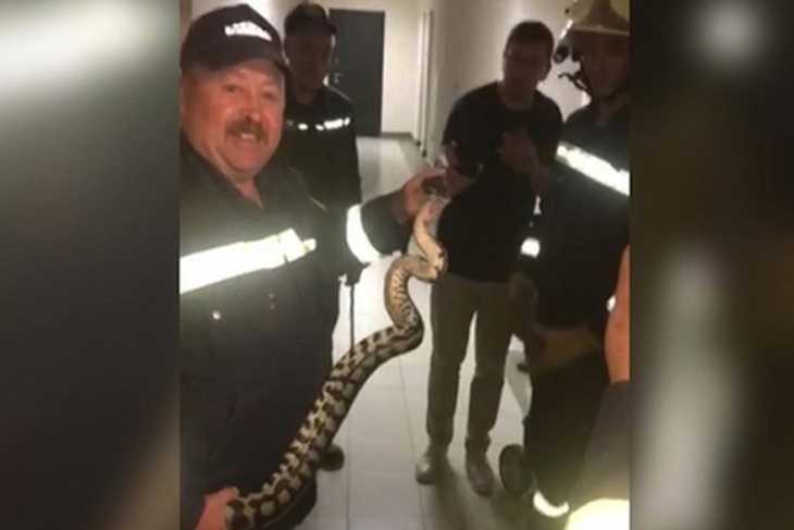 «Я чуть не умерла от страха». Через унитаз в квартиру залез огромный питон