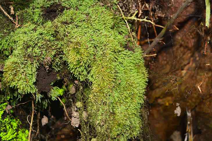В лесах Курил нашли «золото драконов»