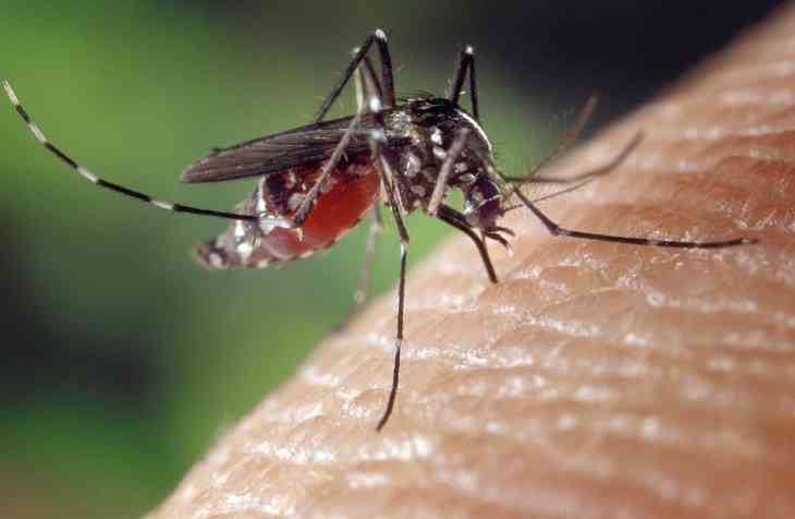 Ученые обнаружили комаров, укус которых вызывает смертельный отек мозга