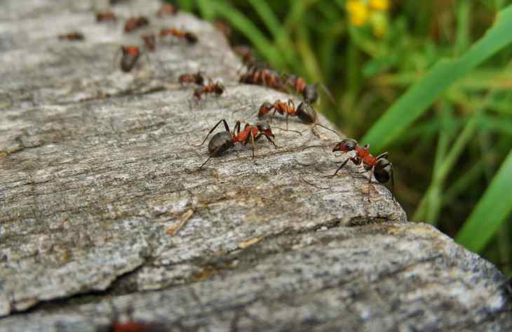 Как избавиться от муравьев народными средствами