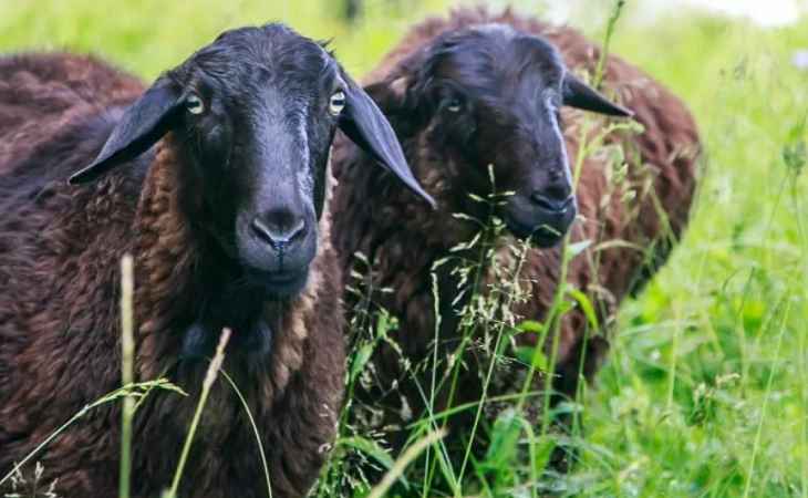 Суд вынес приговор компании, укравшей отару овец в Шарковщинском районе