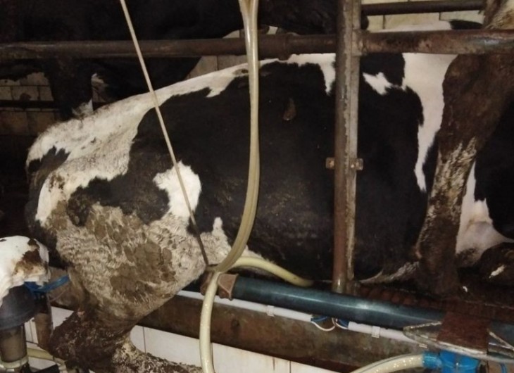 Ферму под Горками, где показали мертвых телят и тощих коров, проверяет руководство области