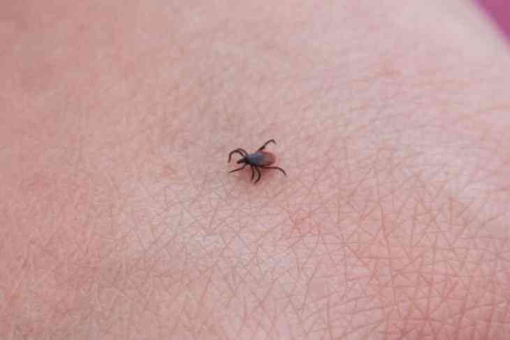 В Минске увеличилось количество обращений за медпомощью из-за укусов клещей