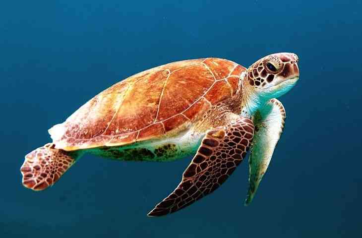 Ученые выяснили, что черепахи могут выбирать себе пол перед рождением