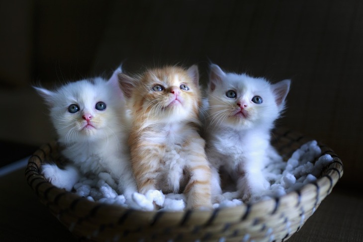 Кототерапия: ученые доказали лечебные способности кошек