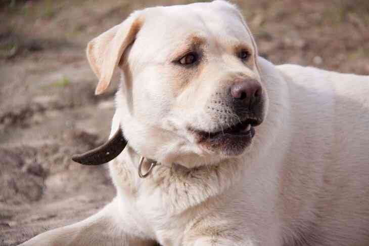 Лишилась конечностей. Женщина подхватила опасную инфекцию от собаки Лишилась конечностей. Женщина подхватила опасную инфекцию от собаки