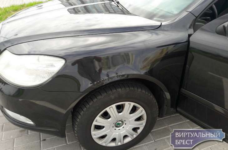 В Бресте собака, пытаясь достать кошку, погрызла автомобиль