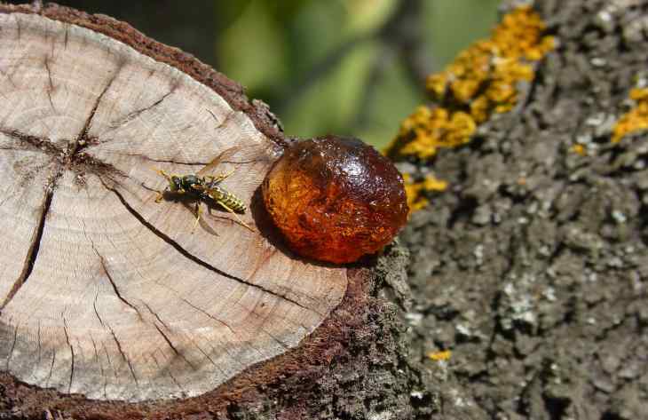Что делать, если на коре плодовых деревьев появились янтарные потеки Что делать, если на коре плодовых деревьев появились янтарные потеки