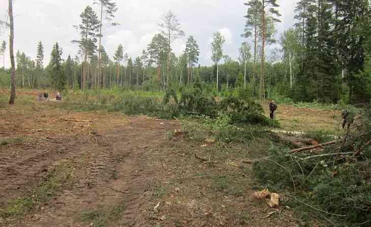 Упавшее дерево убило лесоруба в Глубокском районе: СК проводит проверку