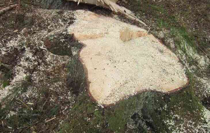 Упавшее дерево убило лесоруба в Глубокском районе: СК проводит проверку