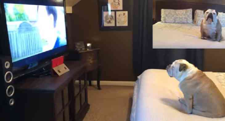 Видео реакции бульдога-кинокритика на фильм «Оно-2» стало хитом в Сети Видео реакции бульдога-кинокритика на фильм «Оно-2» стало хитом в Сети